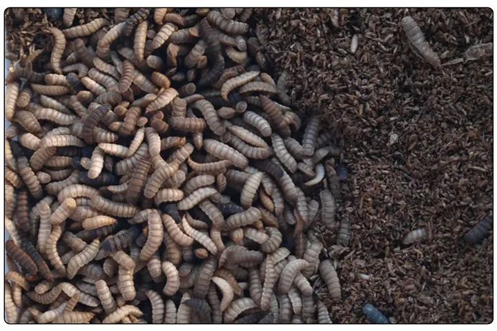 潔匠凈化·的凈工業(yè)除臭劑_黑水虻養(yǎng)殖實地設(shè)計除臭方案，工業(yè)除臭劑解決惡臭難題！