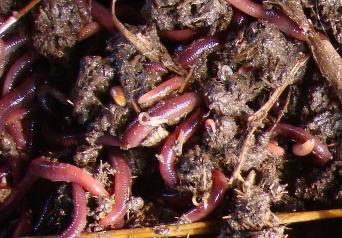 的凈工業(yè)除臭劑高效治理蚯蚓養(yǎng)殖惡臭異味大、牛糞味濃 .jpg