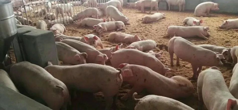 潔匠凈化·的凈工業(yè)除臭劑_養(yǎng)殖場氨氣的危害有哪些？