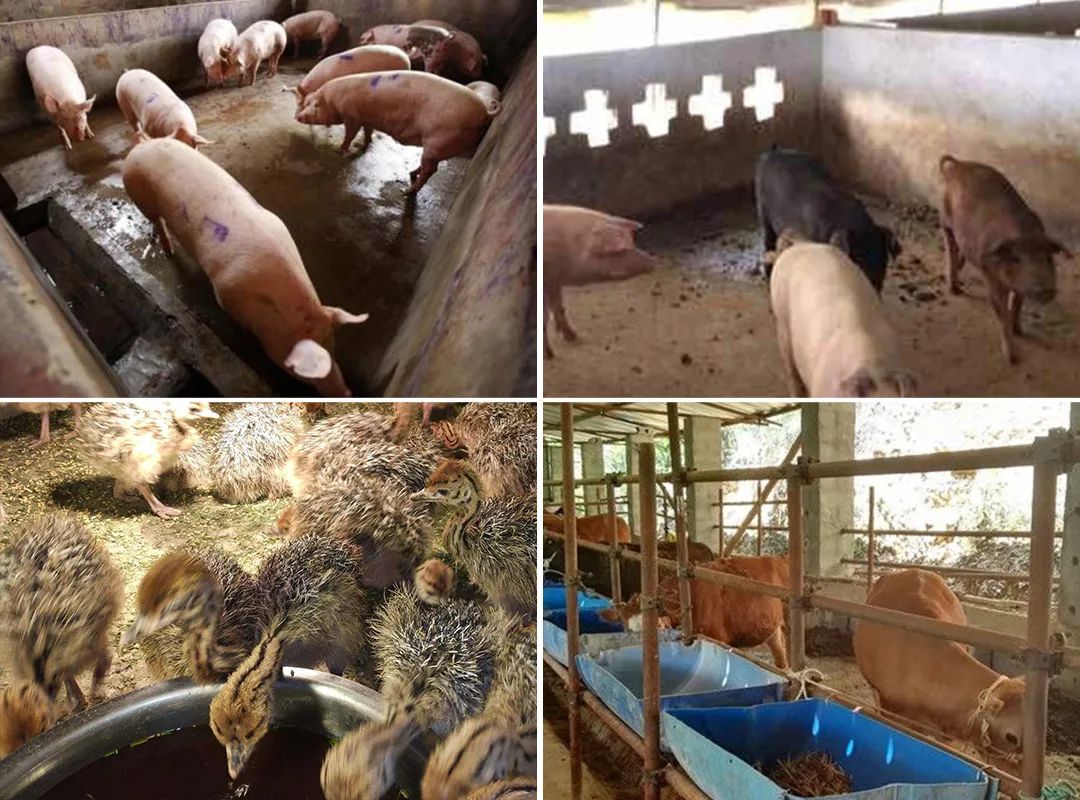 潔匠凈化·的凈工業(yè)除臭劑_夏天高溫，從今年3月底開(kāi)始，陸續(xù)有養(yǎng)豬場(chǎng)、養(yǎng)雞場(chǎng)、牛圈、羊圈等負(fù)責(zé)人反映異味太大，畜禽胃口變差，而且讓工人難受，急需除臭劑處理。幾個(gè)月過(guò)去了，根據(jù)客戶們的使用反饋，小匠整理文章，希望我們的產(chǎn)品和方案能幫助到更多企業(yè)！