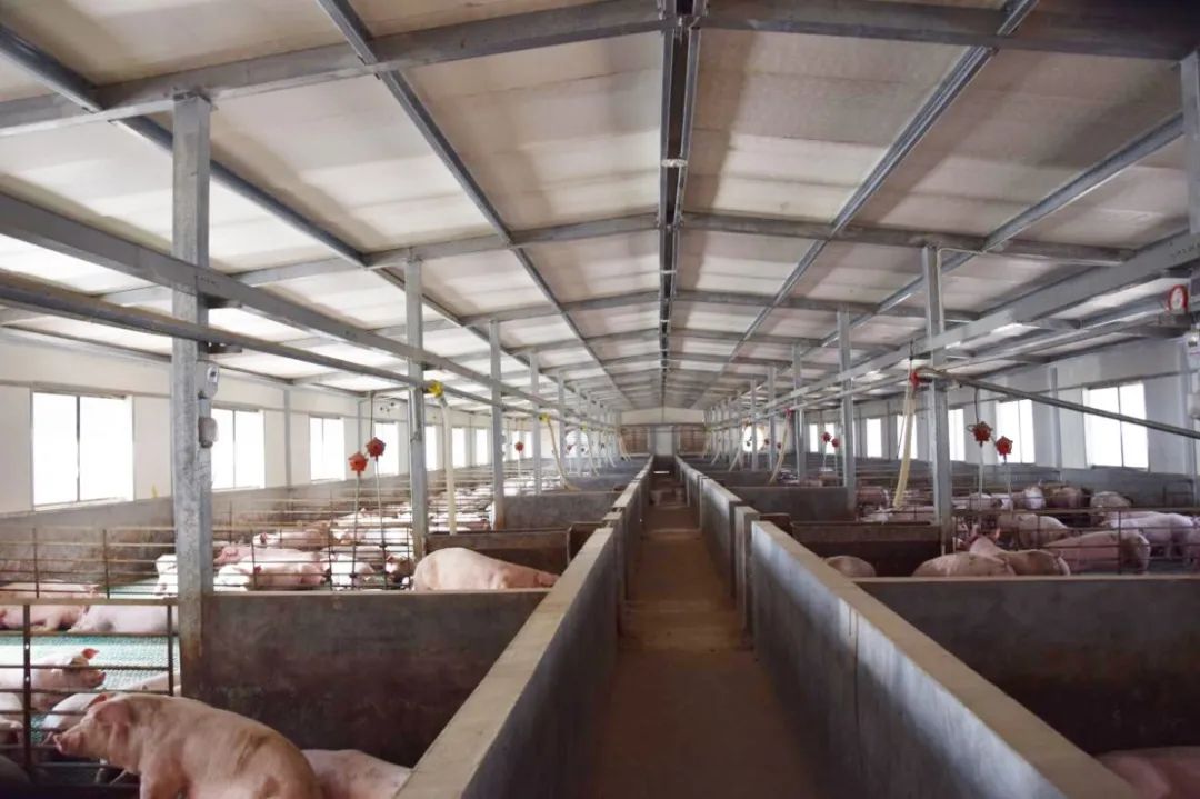 隨著氣溫逐漸升高，不少養(yǎng)豬戶反映，豬舍臭味越發(fā)濃烈。刺鼻的惡臭異味一方面會危害畜禽的健康，降低畜禽的抗病能力，容易導致呼吸道疾?。涣硗庖环矫孢€會影響飼養(yǎng)人員的身心健康，降低人體抵抗力。如何解決？小匠給大家分享6大方法。