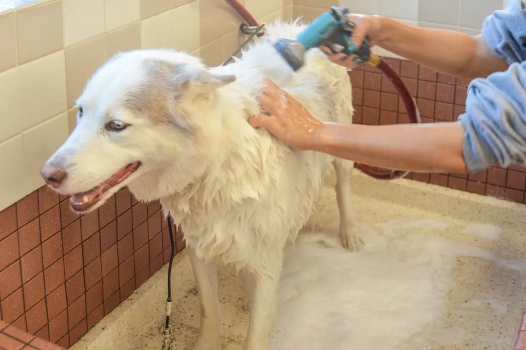 潔匠凈化·的凈工業(yè)除臭劑_家中寵物需定期消毒，才能有效避免各種細菌滋生和傳播疾??！